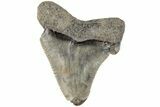 Bargain, Serrated Angustidens Tooth - Megalodon Ancestor #202438-1